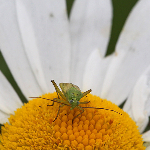 Potato bug feeding on a daisy