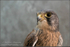 Kestrel