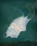 Angel's Trumpet