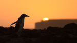 Gentoo Penguin and setting sun, Sea Lion Island, Falklands