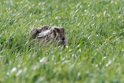 Hares 2018_0001