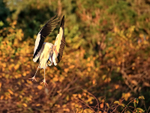Wood Stork landing late afternoon, Wakodahatchee Wetlands, Florida