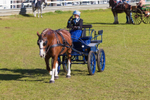 Harness Driving Challenge 28. 0A3A9452