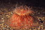 Stomphia coccinea