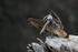 Peruvian Pelican scratching, Chanaral Island, Chile