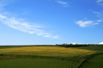 Rapeseed Fields _DO045
