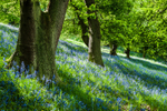 Bluebell Wood, Pott Shrigley, Cheshire (1)