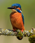 Kingfisher (male) portrait, Scotland