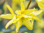 21st March Forsythia