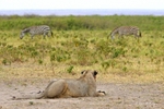 _M7B0052 Amboseli