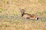 Thomson Gazelle calf