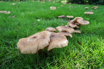 Armillaria mellea - (Honey fungus) - ACP04843-1