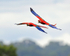 Close fly-past of two Scarlet Macaws on the Osa Peninsula