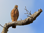 Roadside Hawk perched on a dead tree next to a track