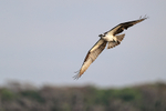Osprey flying, Blue Cypress Lake, Florida