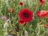 05 Poppies among the wildflowers