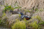 Harlequin Ducks