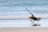 Southern Giant Petrel landing on beach, Volunteer Point, Falklands