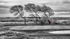 _DSC0955BW
