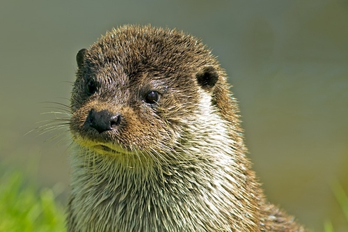 Otter