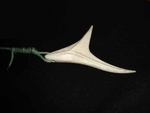 Marlin Tail Bone Carving.