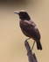 Northern Anteater Chat perched on a tree stump