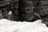 Neotropic Cormorant perched on guano-covered rock, Chile