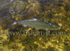 Swimming Tarpon.