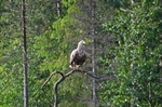 White-tailed Eagle