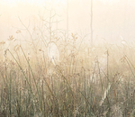 Crane Lake Wetlands #1-October