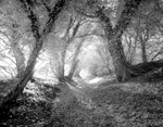 Ringsbury Camp