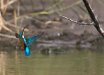 Kingfisher returns to perch after a fishing trip at Otmoor