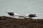 Great Black-backed Gulls