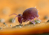 Dicyrtoma fusca