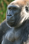 Gorilla   _AN070