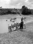 Water Hole_CAM016