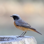 Common Redstart (Phoenicurus phoenicurus) M