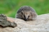 Hedgehog