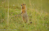 Artic ground squirrel.