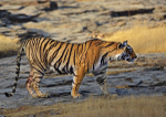 Royal bengal tiger - 7