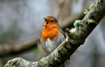 Robin singing on a branch in winter