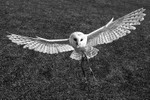Barn Owl Approaching