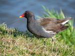 Moorhen