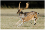 Hot Pursuit 
