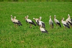 White Storks