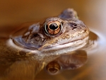 Common Frog (01)