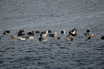 Steller's Eiders