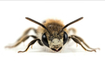 Andrena labiata (m)