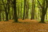 Autumn at Portglenone Forest, County Antrim