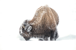 Bison-3
